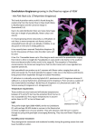 Dendrobium kingianum growing