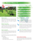 Bulbil Watsonia Fact Sheet
