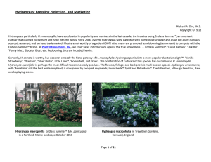 Hydrangeas: Breeding, Selection, and Marketing