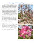 Malus spp.—Flowering Crabapples