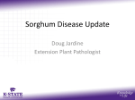 Sorghum Disease Update