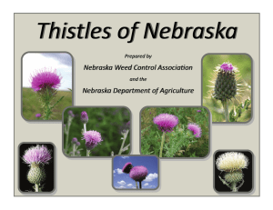 Thistles of Nebraska - Nebraska Weed Control Association