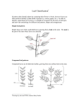 Leaf Classification
