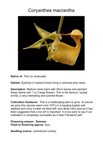 Coryanthes macrantha