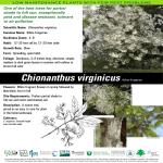 Chionanthus virginicus white fringetree