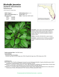 Bischofia javanica - Florida Natural Areas Inventory