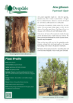 Acer griseum (paperbark maple) - Fact Sheet