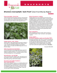 printable pdf - Perennials in Focus