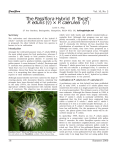 The Passiflora Hybrid P. `Excel`: P. edulis () × P. caerulea ()