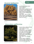 Water Conserving Plants - Trees Pgs 1-5