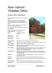 Acer rubrum `October Glory` - Yarra Ranges Shire Council