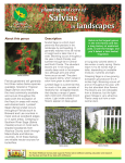 Planting and Care of Salvias in Landscapes