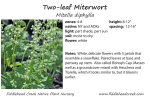 Two-leaf Miterwort - Fiddlehead Creek Native Plant Nursery