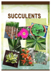 Plant Guide