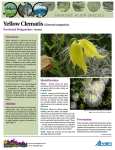 Yellow Clematis(Clematis tangutica)