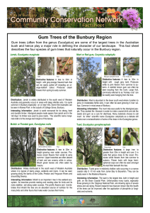 Gum Trees of the Bunbury Region