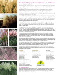 The Greatest Scapes: Ornamental Grasses as Cut