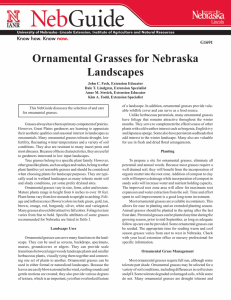 Ornamental Grasses for Nebraska Landscapes