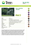 Pyrus salicifolia `Pendula`