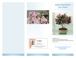 Indian Hawthorn Care Sheet