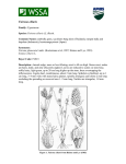 Fuirena ciliaris - Weed Science Society of America