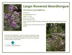 Penstemon grandiflorus - Large-flowered