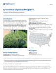Chionanthus virginicus: Fringetree1 - EDIS
