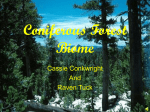 Coniferous Forest Biome Cassie Conkwright And