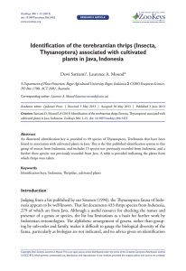 Identification of the terebrantian thrips (Insecta