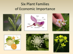Lecture 9c Major Plant Families