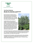 Shrubs for Colorado Landscapes - CSU Extension in El Paso County