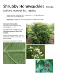 ID Honeysuckle shrub species (L. morrowii & L. tatarica)