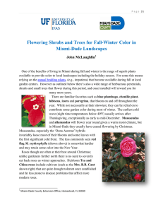 Flowering Shrubs and Trees for Fall-Winter Color in Miami