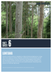 Fact Sheet 6: Lantana