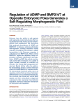 Regulation of ADMP and BMP2/4/7 at Opposite Embryonic Poles