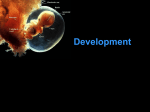 Embryology PowerPoint Presentation