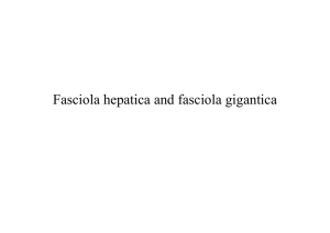Fasciola hepatica and fasciola gigantica