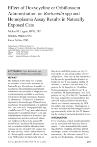 Effect of Doxycycline or Orbifloxacin Administration on Bartonella