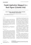 Caudal duplication (dipygus) in a Rock Pigeon (Columba livia)