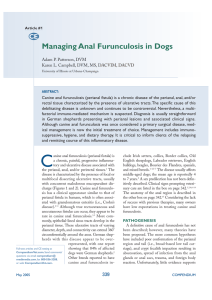 Managing Anal Furunculosis in Dogs