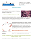 Coccidiosis in Dogs - Kingsbrook Animal Hospital