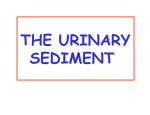 THE URINARY SEDIMENT