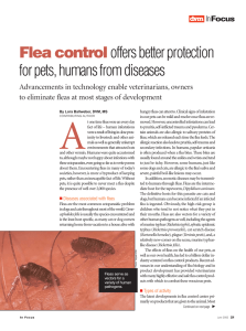 Flea Control Offers Better Protection For Pets, Humans