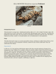 GILA MONSTER Heloderma suspectum Petitioned