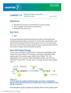 How ATP Packs Energy