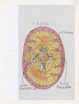 Mitochondrial DNA: The Second Genetic System