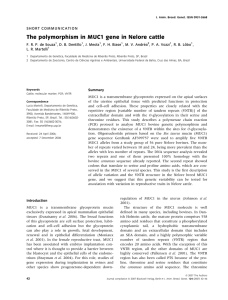 The polymorphism in MUC1 gene in Nelore cattle