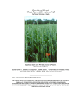 Chemistry of Cereals Wheat, Flour and the Action of H2O