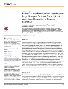RuBisCO in Non-Photosynthetic Alga Euglena longa: Divergent