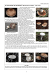 Mushroom look-alikes
